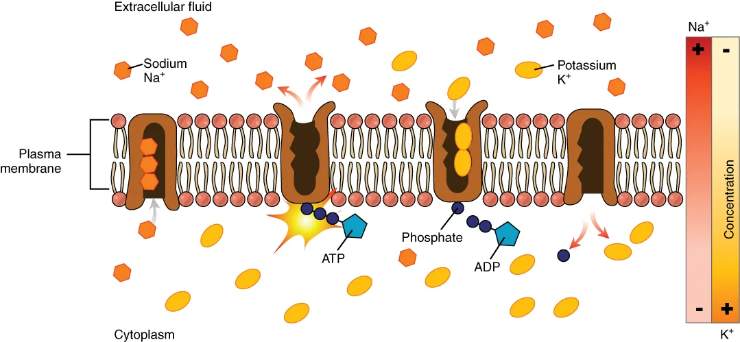 Pompa Na/K ATPase