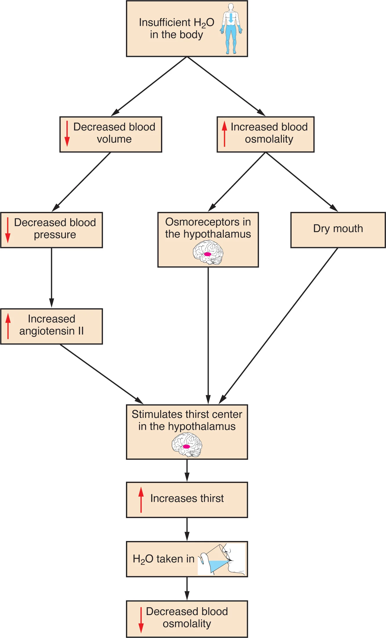 Thirst Response Flowchart