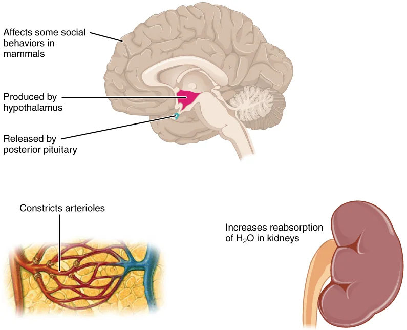 Antidiuretic Hormone ADH