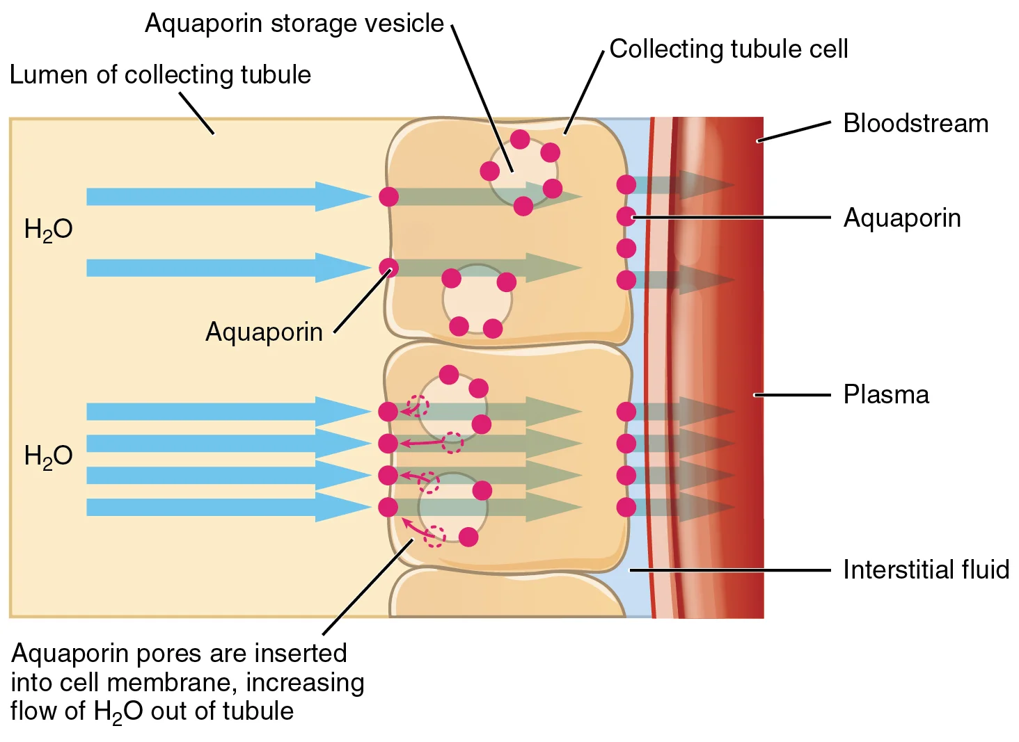 Aquaporin-2 & Reabsorpsi Air Tubulus Kolektivus