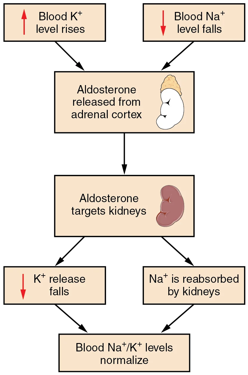 Sistem Renin-Angiotensin-Aldosteron