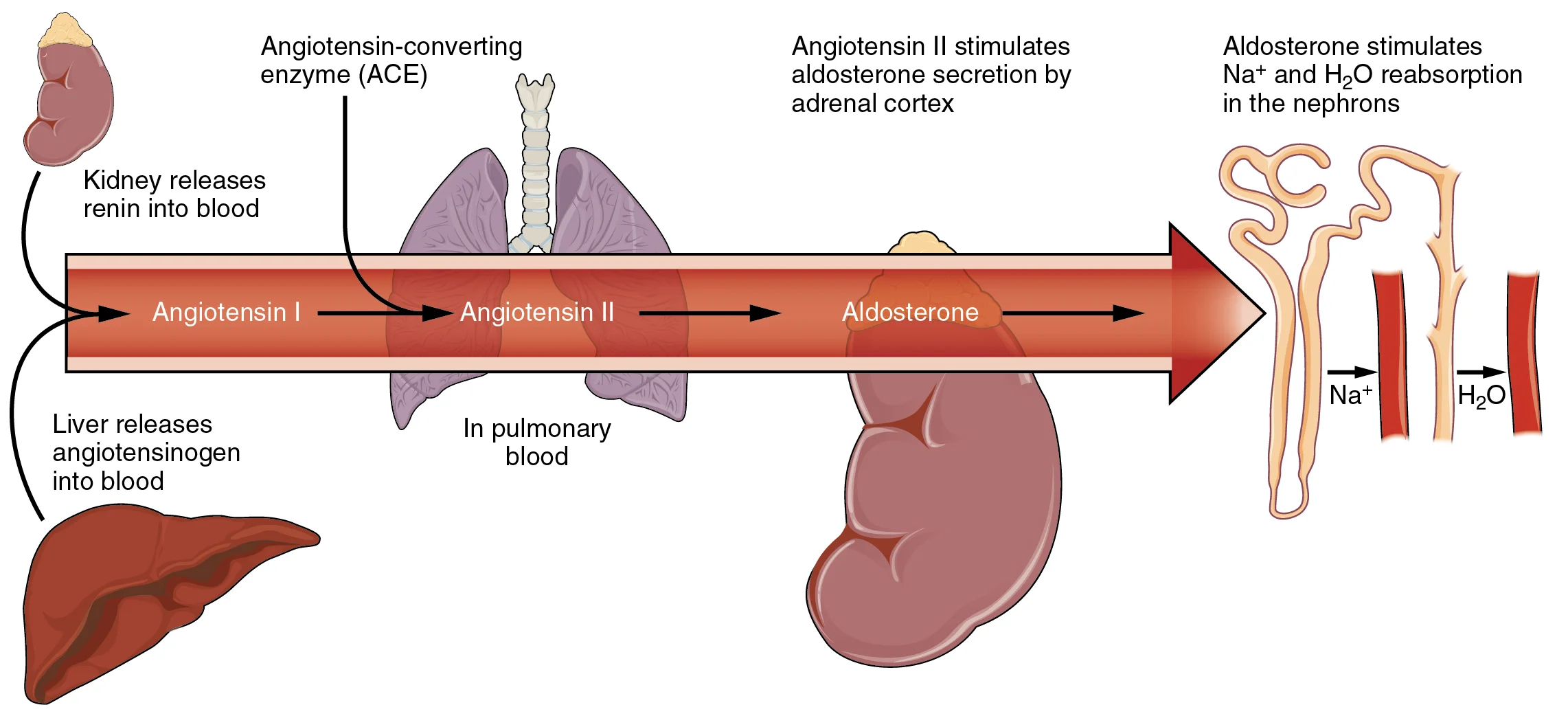 Sistem Renin-Angiotensin-Aldosteron (RAAS)