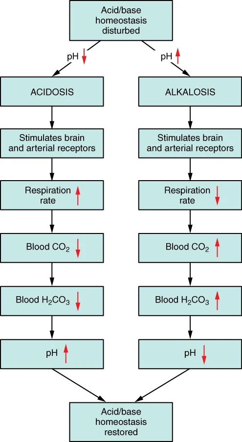 Respiratory Regulation of Blood pH