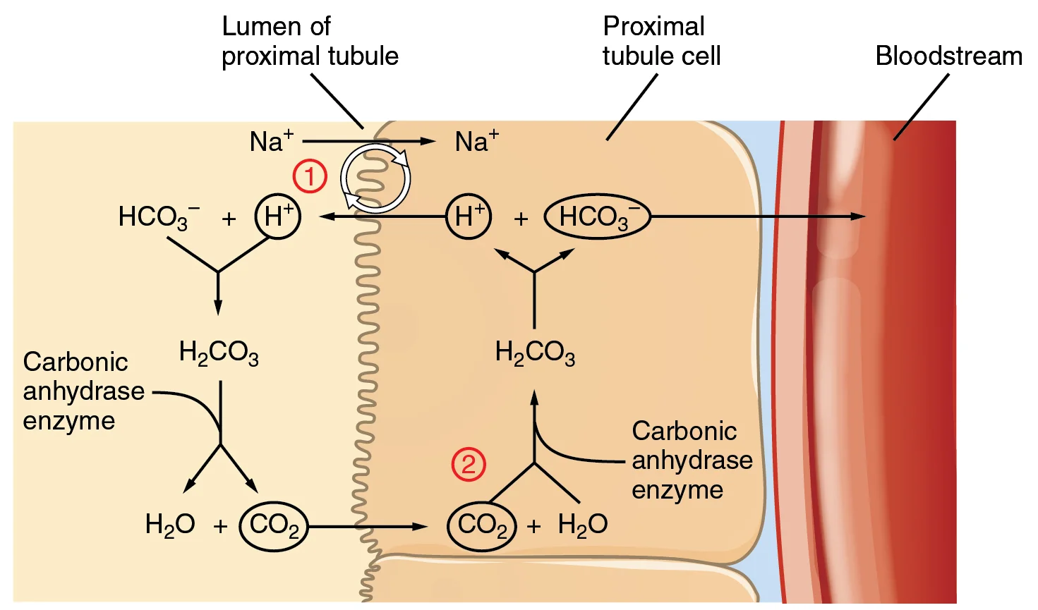 Conservation of Bicarbonate in Kidney