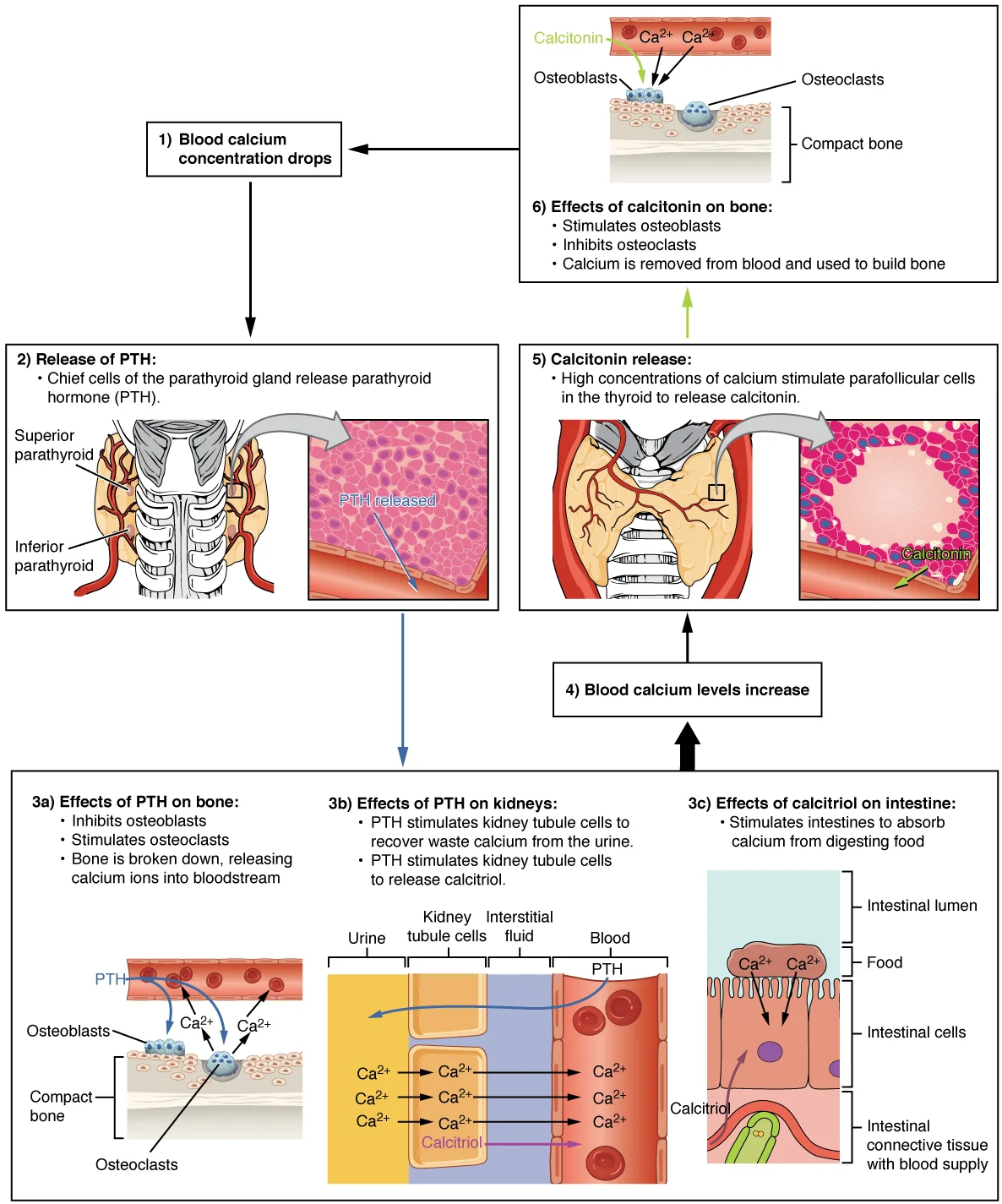 Hormon Gastrointestinal