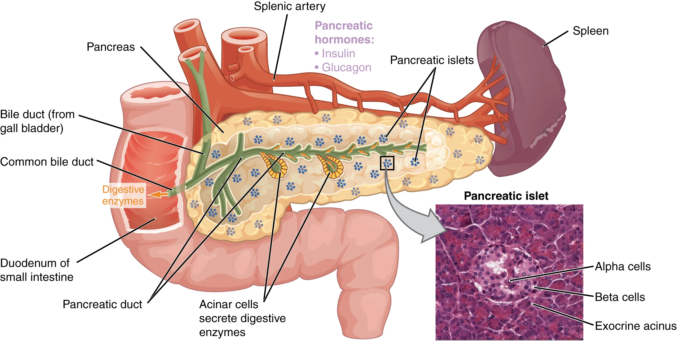 Kortisol & Insufisiensi Adrenal