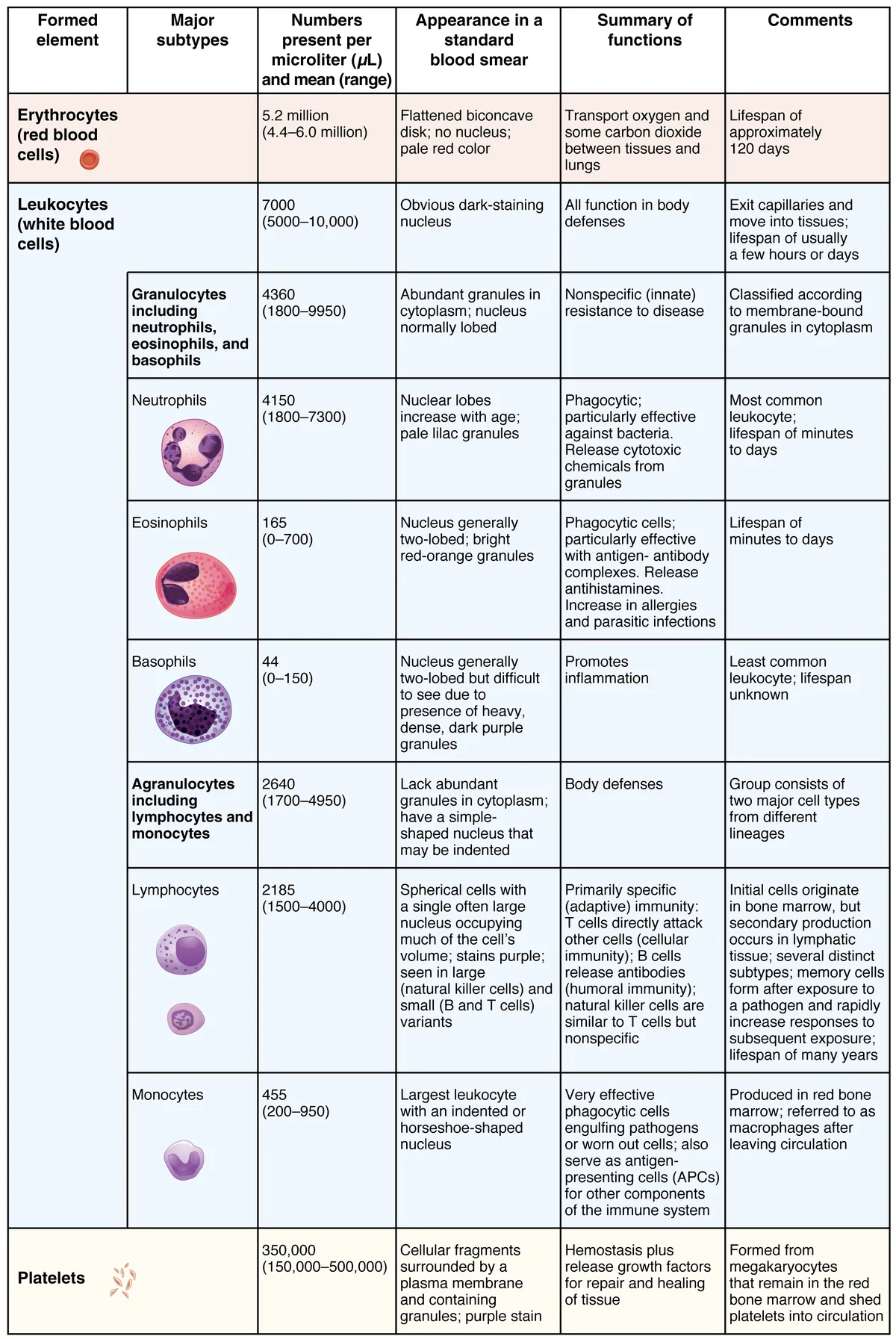 Korteks Adrenal