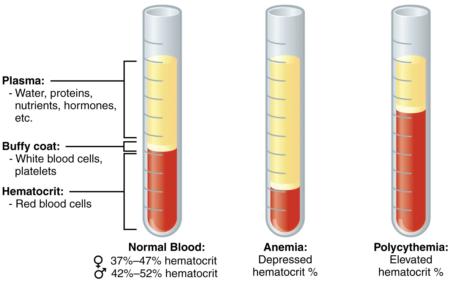 Hematopoiesis: Pembentukan Sel Darah di Sumsum Tulang