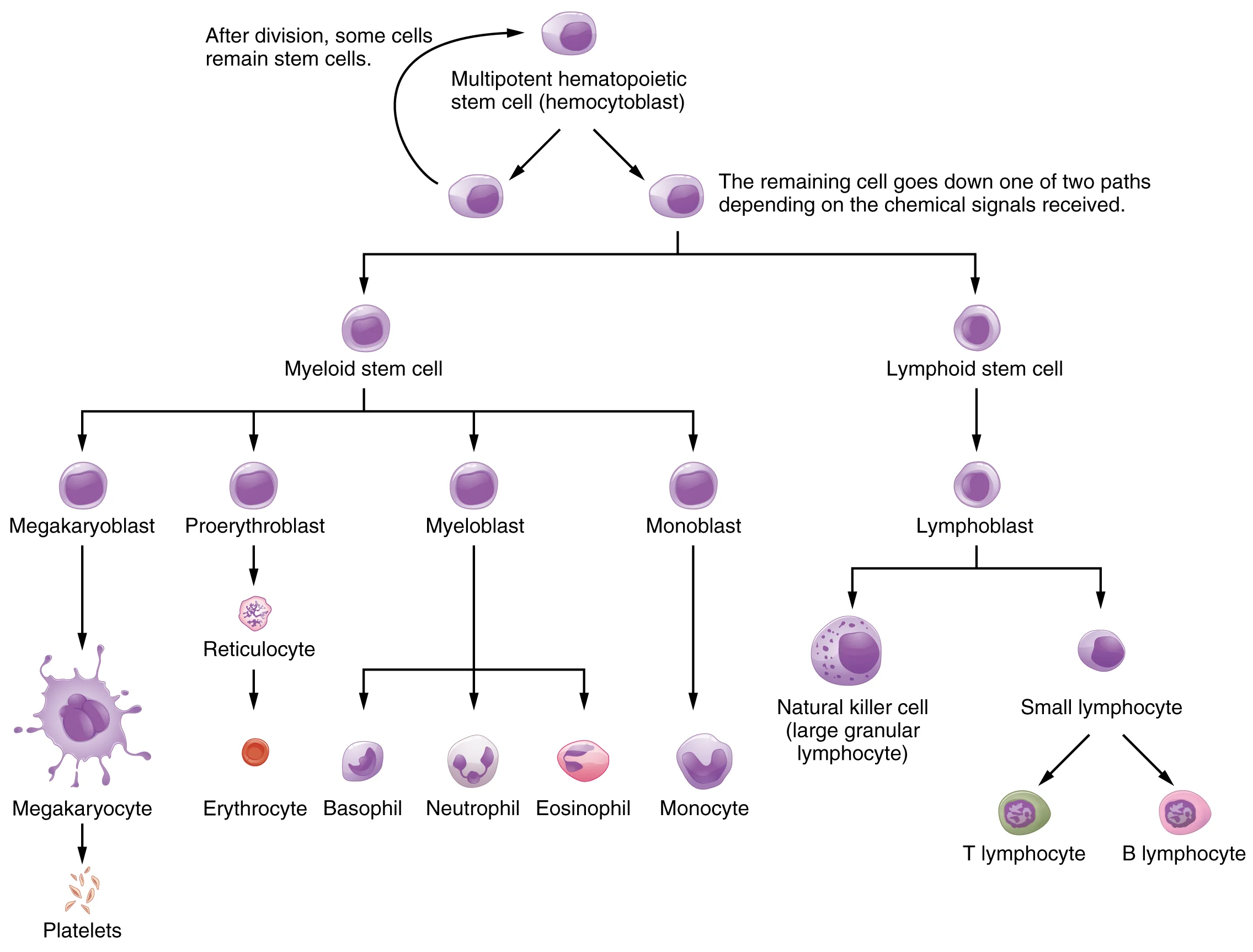 Eritropoiesis & Anemia pada CKD
