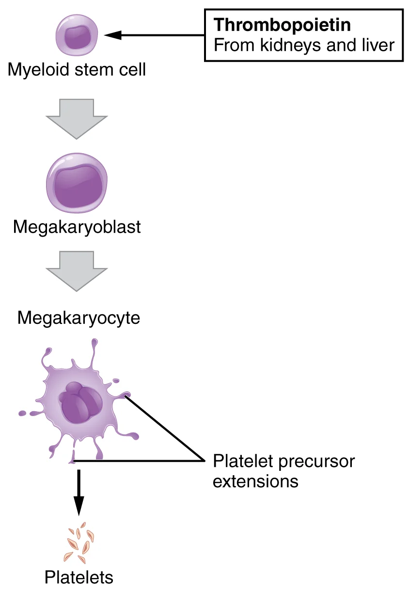 Leukemia: Proliferasi Maligna Sel Darah Putih