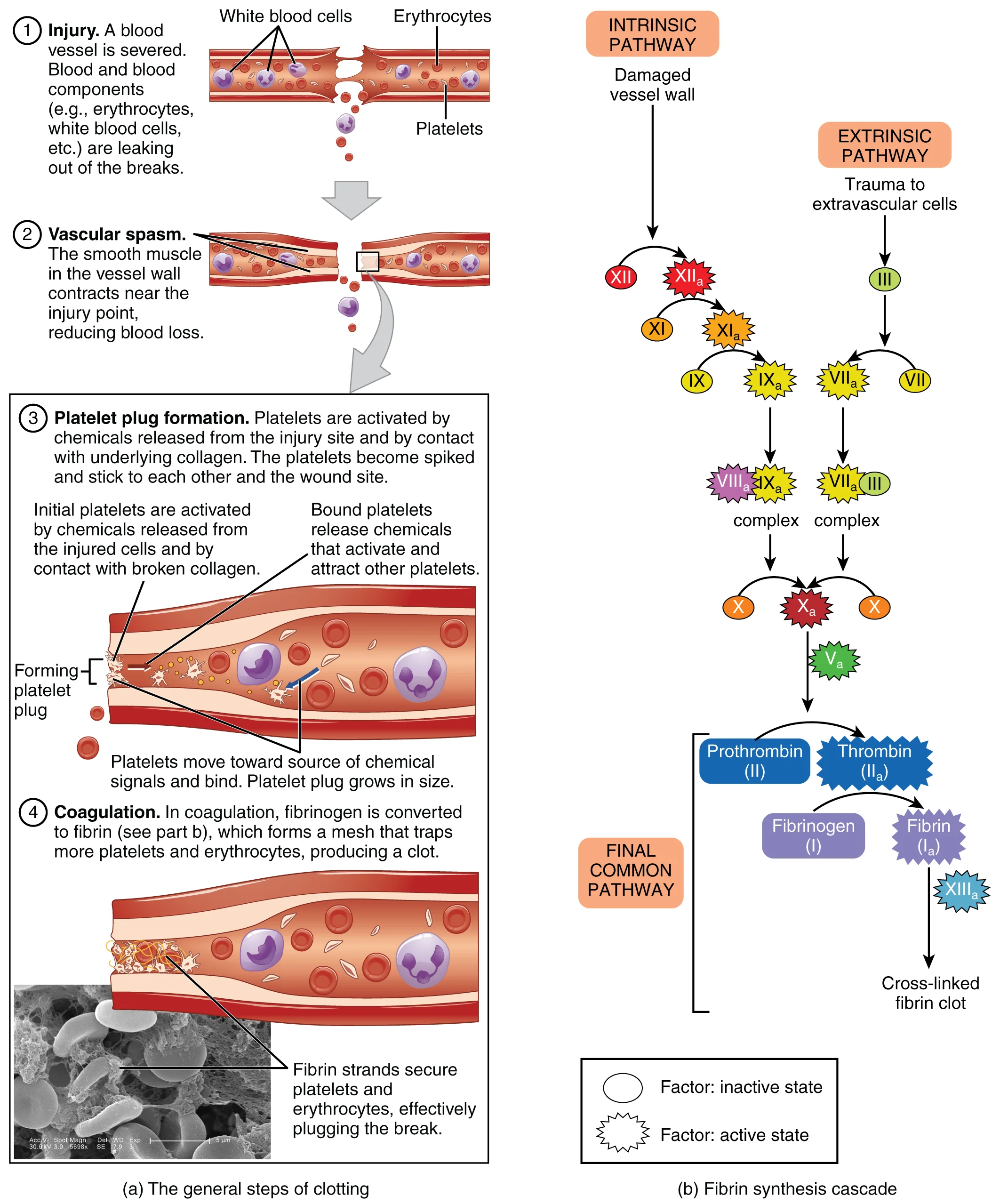 Trombosit & Terapi Antiplatelet