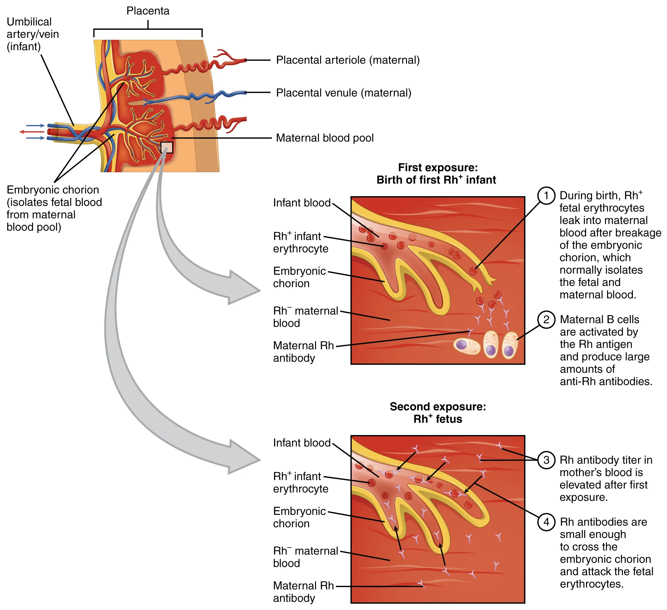 Hemostasis: Tiga Langkah Utama