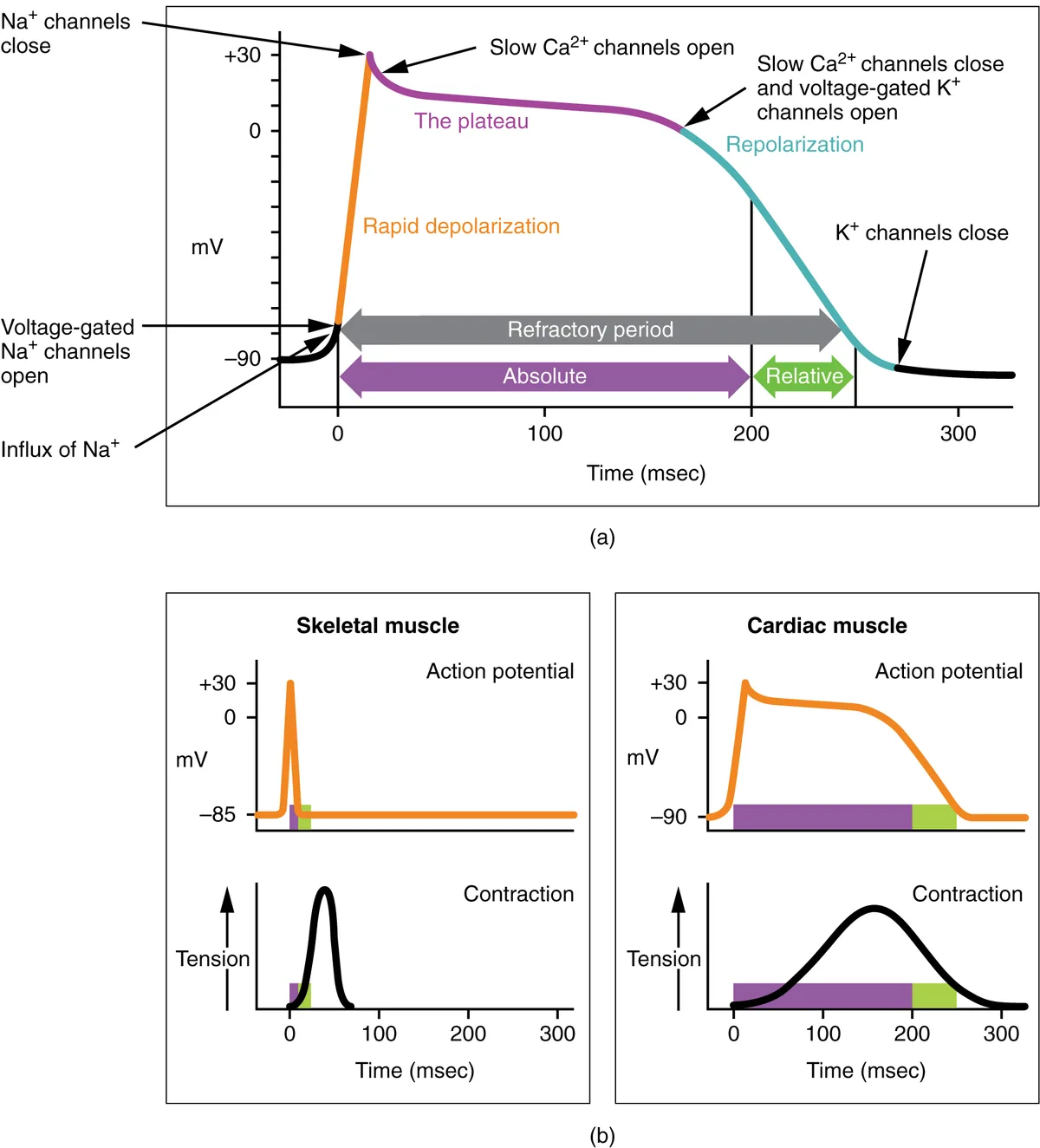 Hematopoiesis