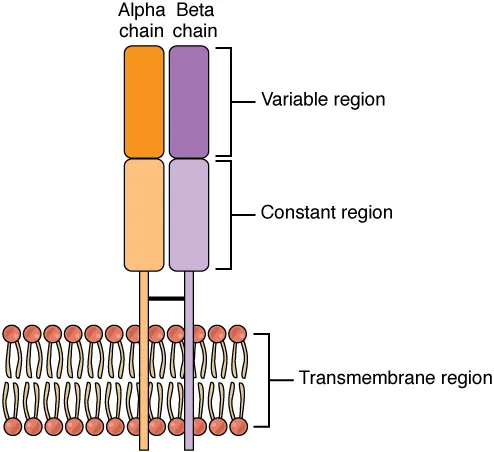 Kelas Imunoglobulin