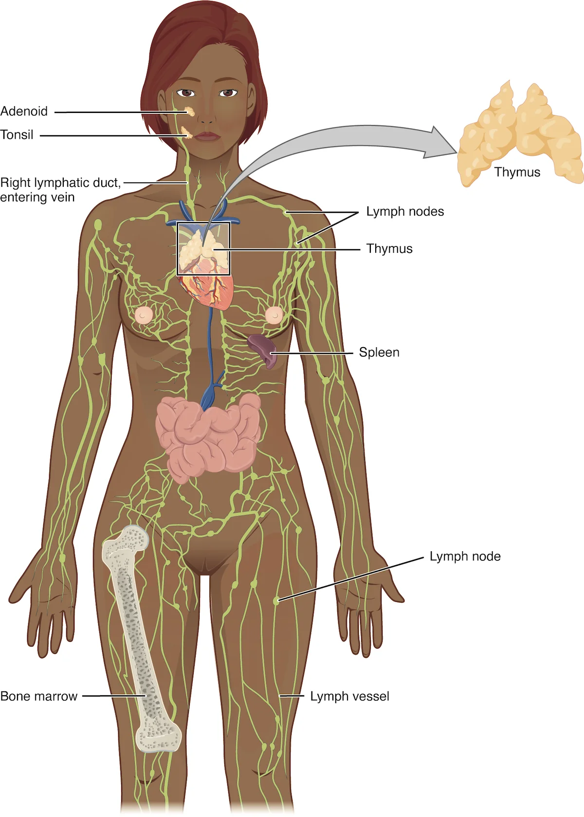 Organ Limfoid: Primer dan Sekunder