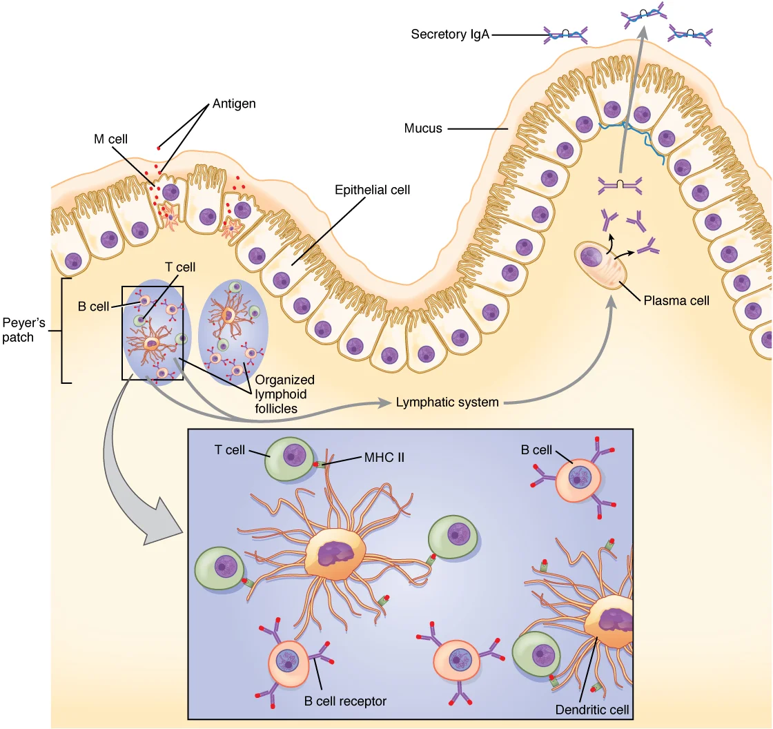 Hipersensitivitas Tipe I: Reaksi Alergi