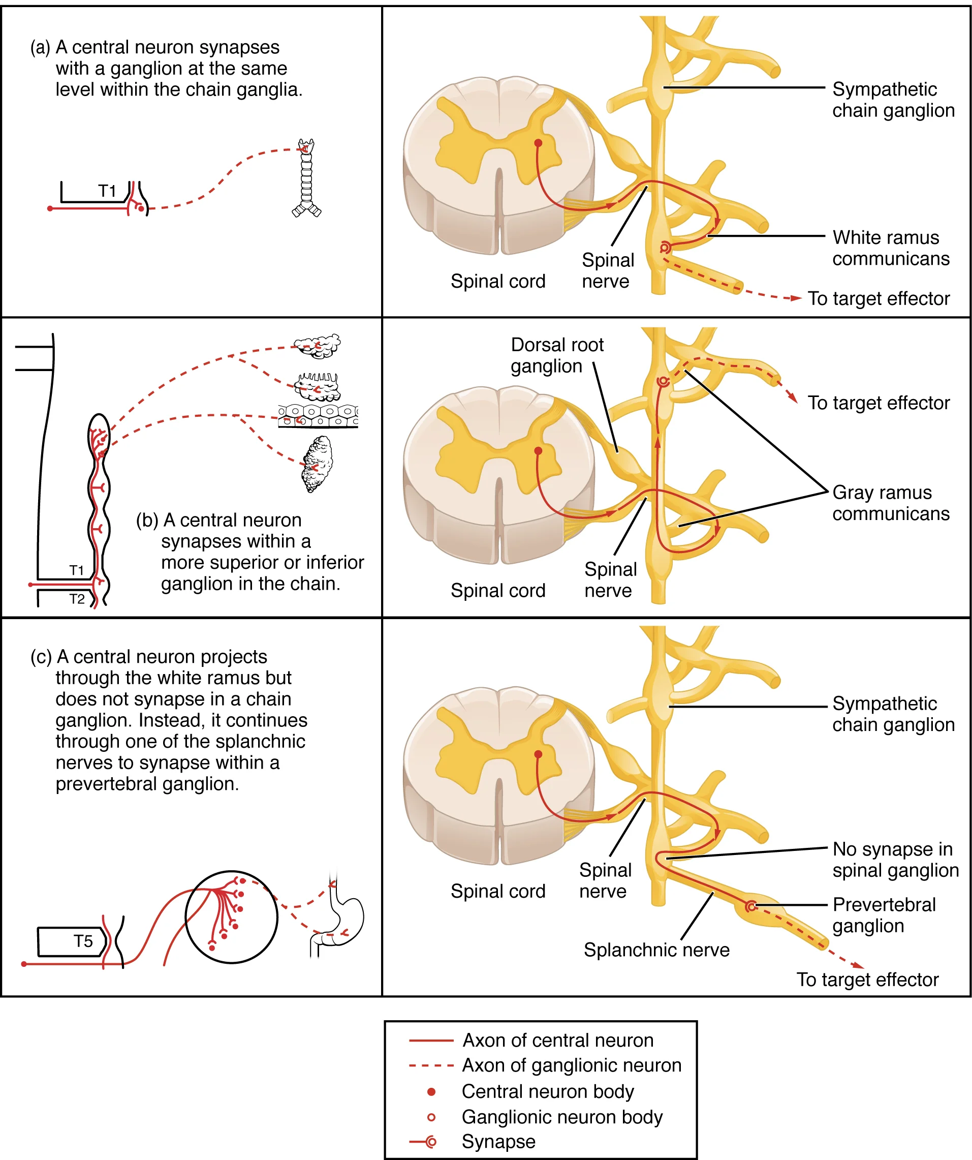 Retina — Batang, Kerucut & Penyakit Retina