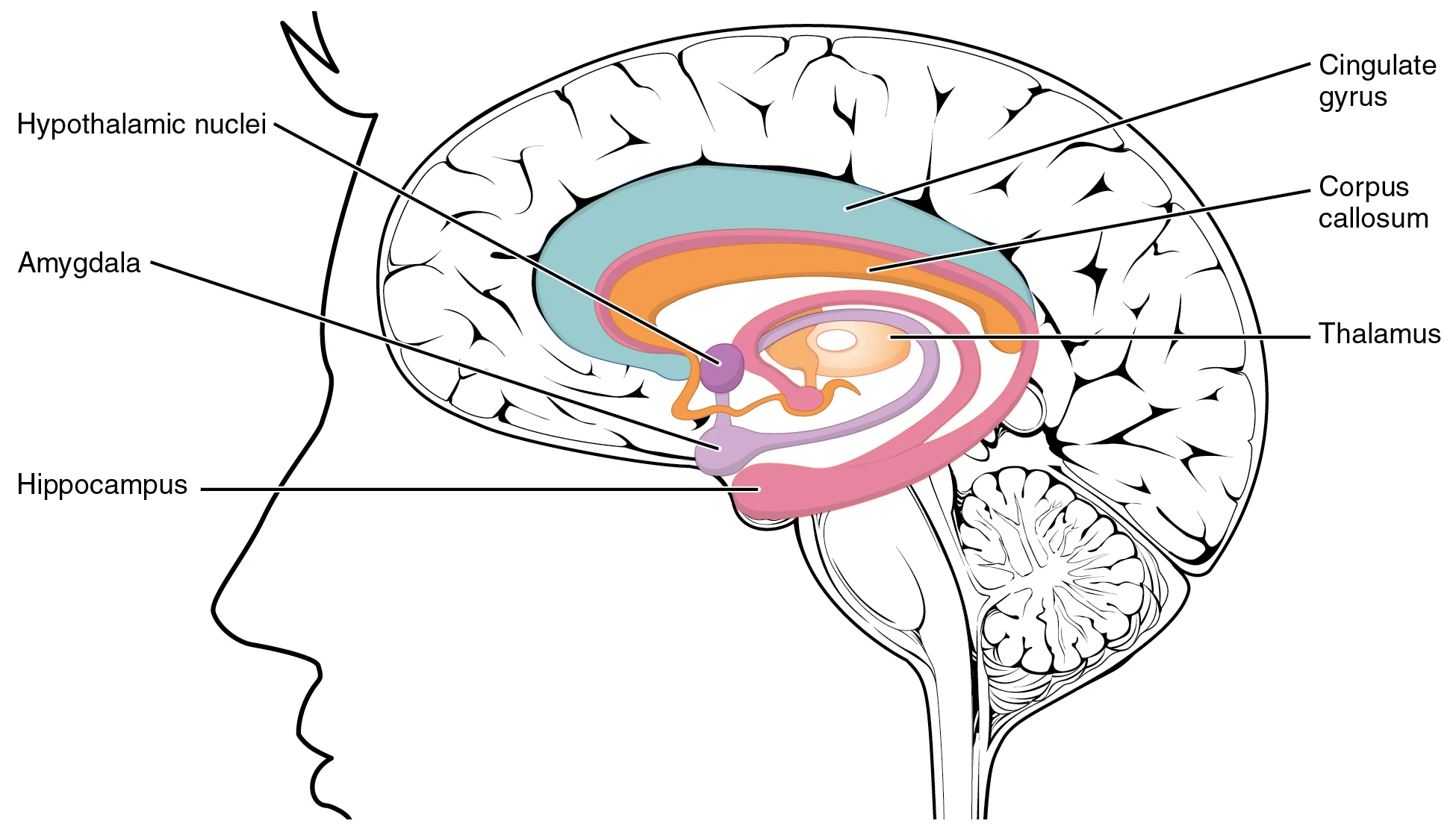 Aparatus Vestibular: Keseimbangan dan Orientasi