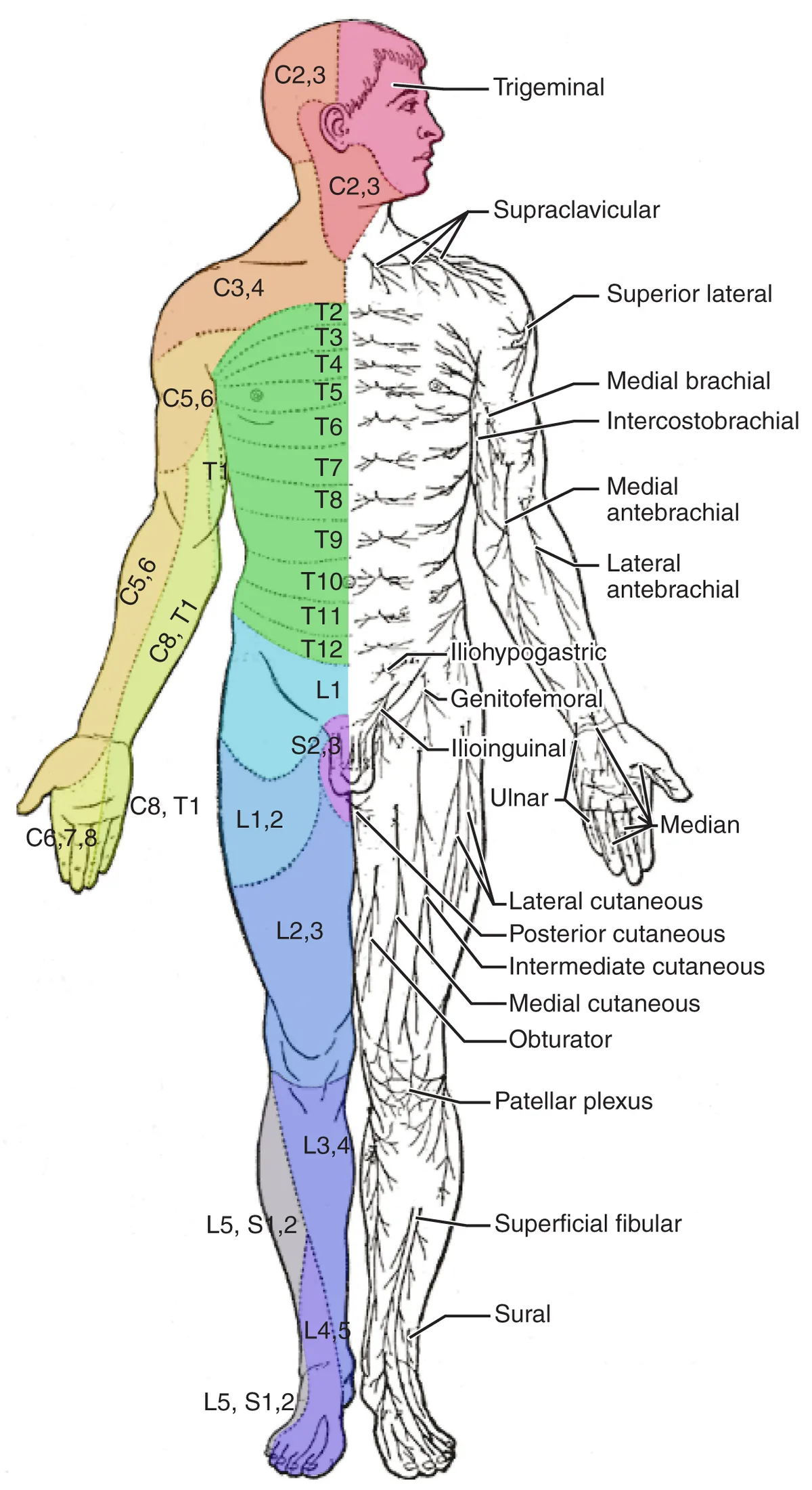 Jalur Visual