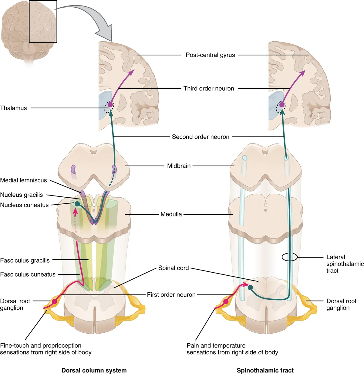 Keseimbangan Vestibular