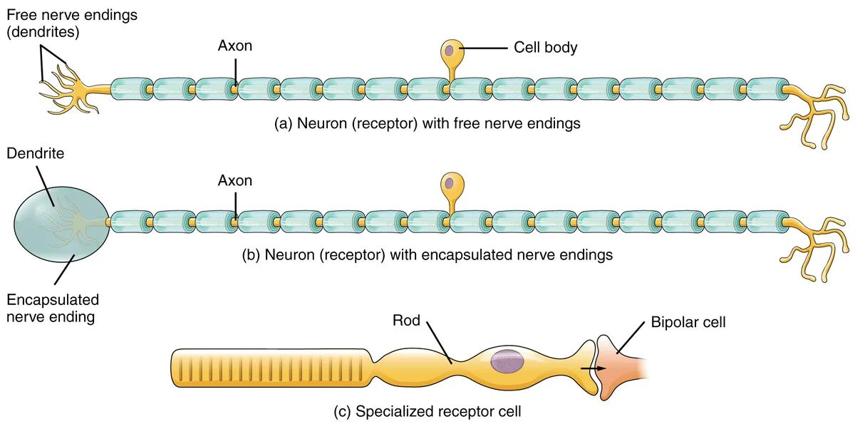 Jenis Reseptor Sensorik