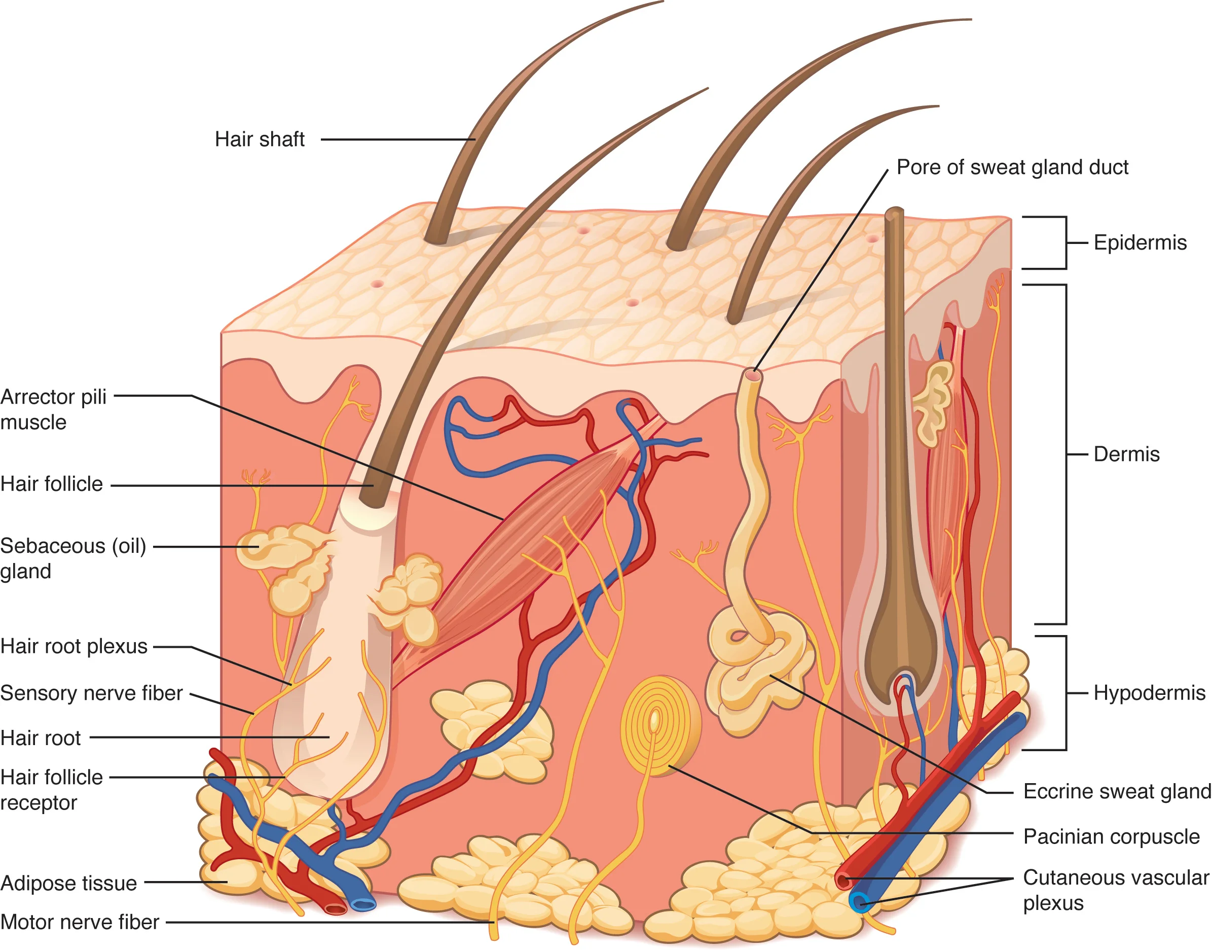 Epidermis — Lapisan & Melanosit