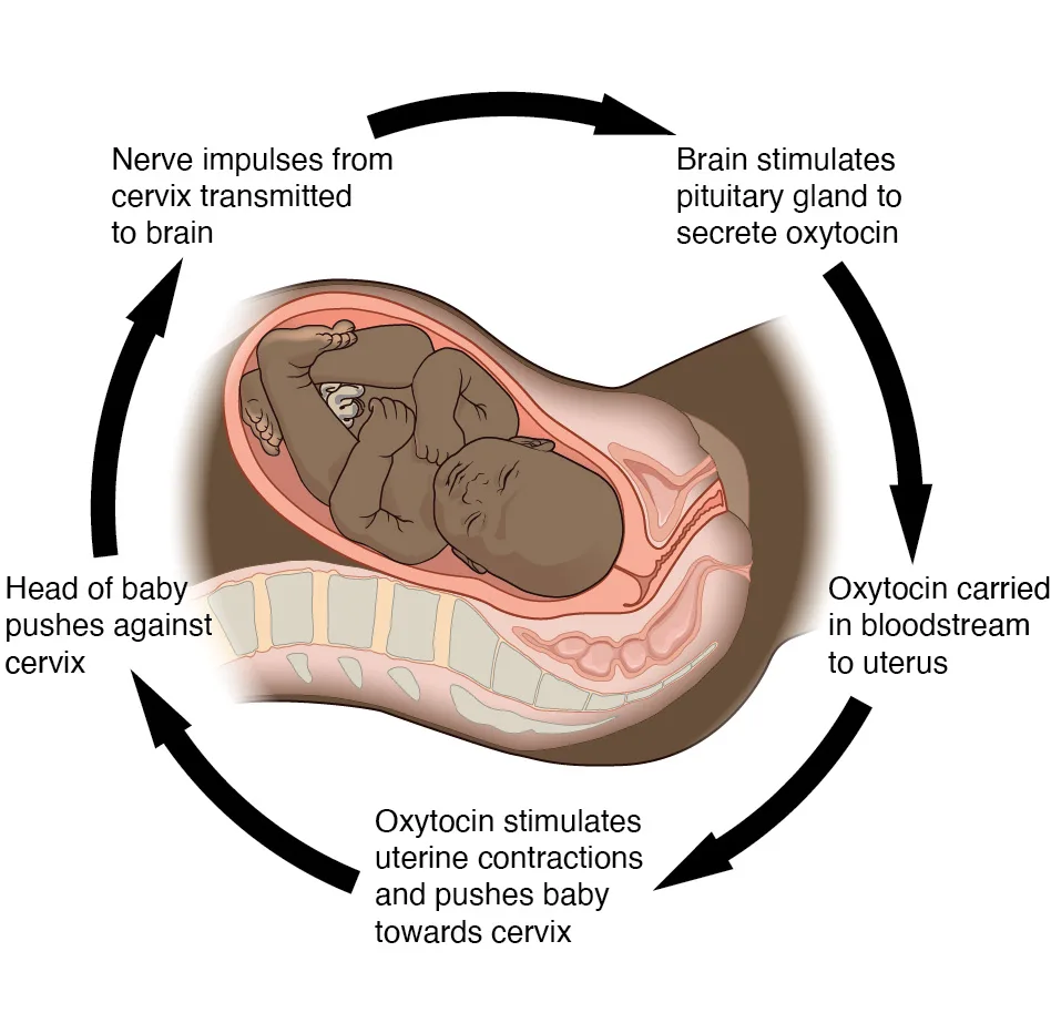 Homeostasis Umpan Balik Positif