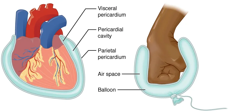 4 Kuadran Abdomen