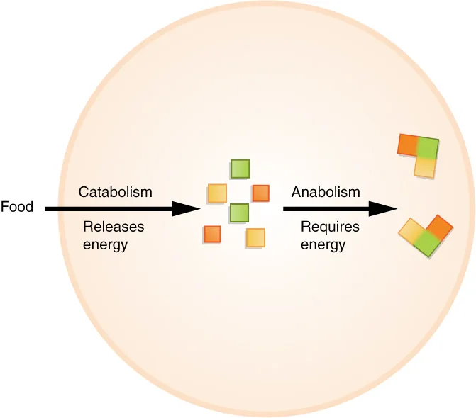 Metabolisme Anabolisme dan Katabolisme