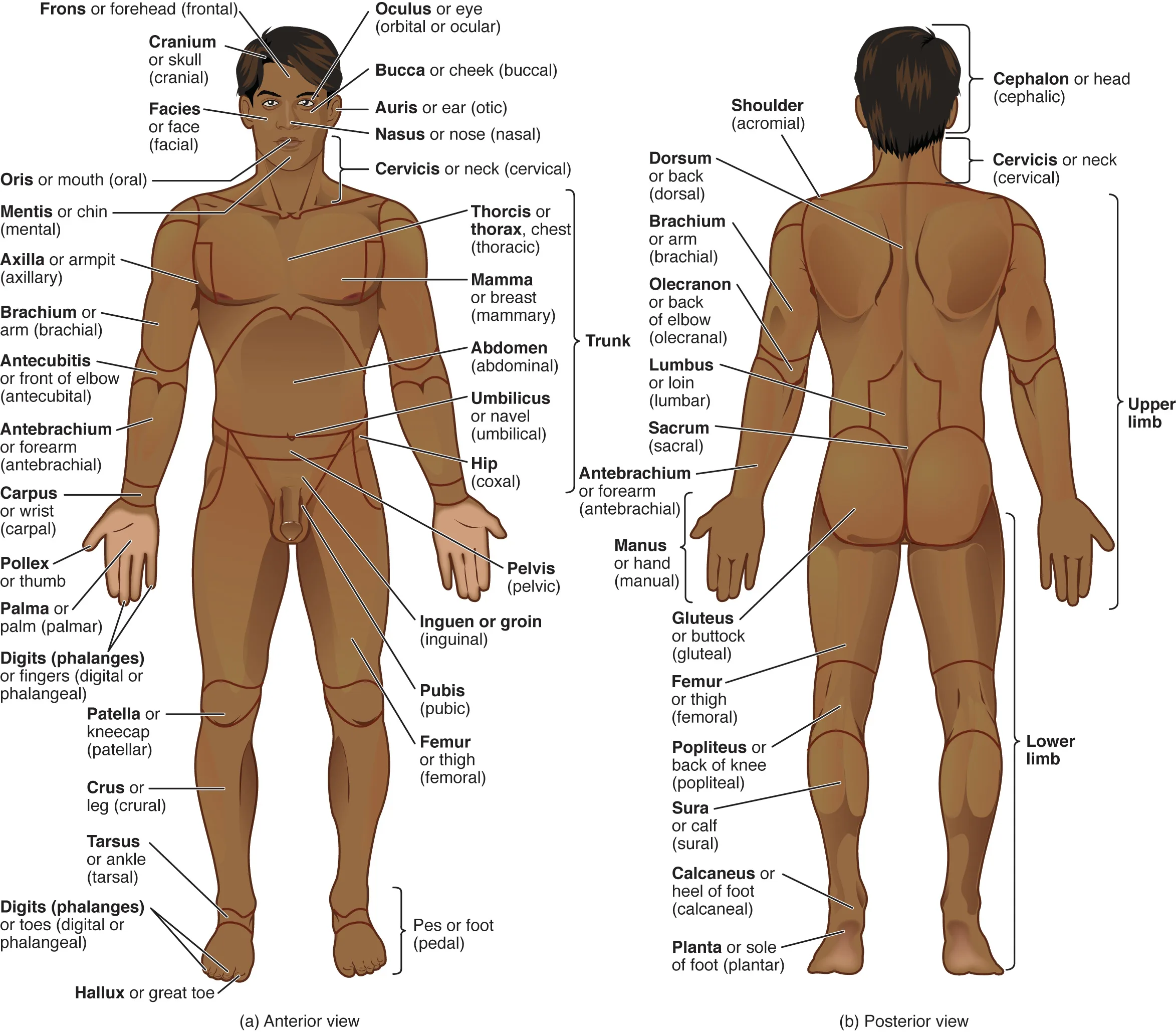 Posisi Anatomis dan Regio Tubuh