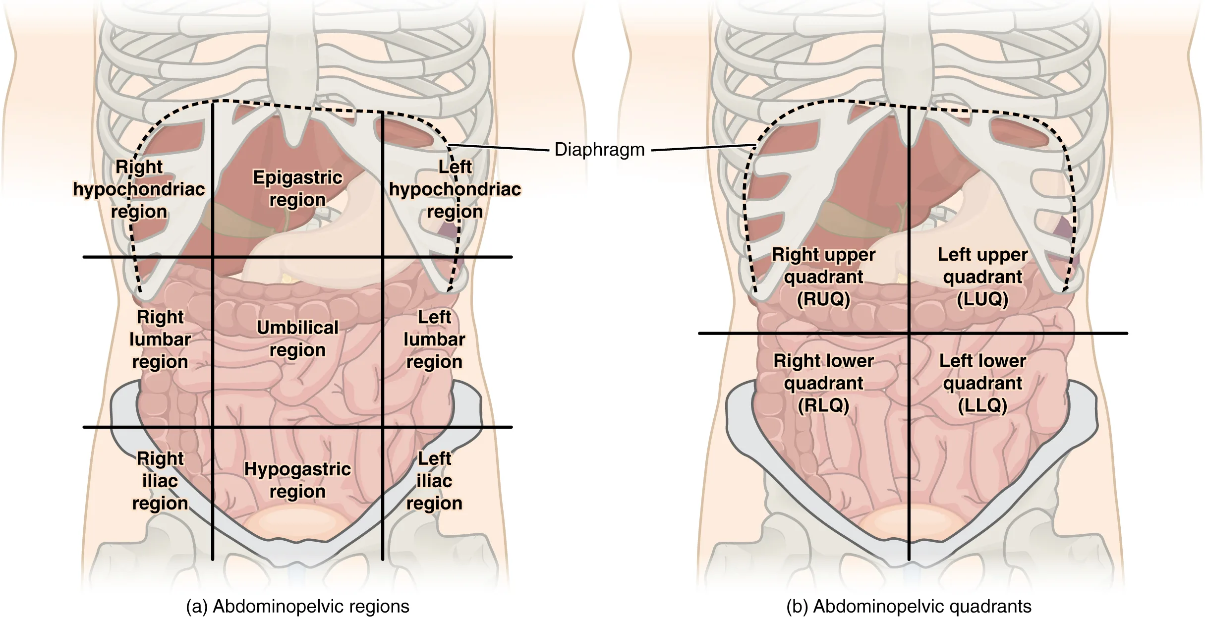 9 Regio Abdomen