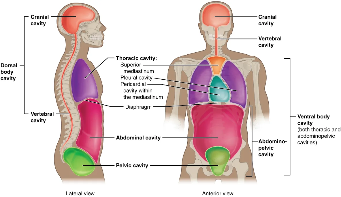 Rongga Tubuh Dorsal dan Ventral