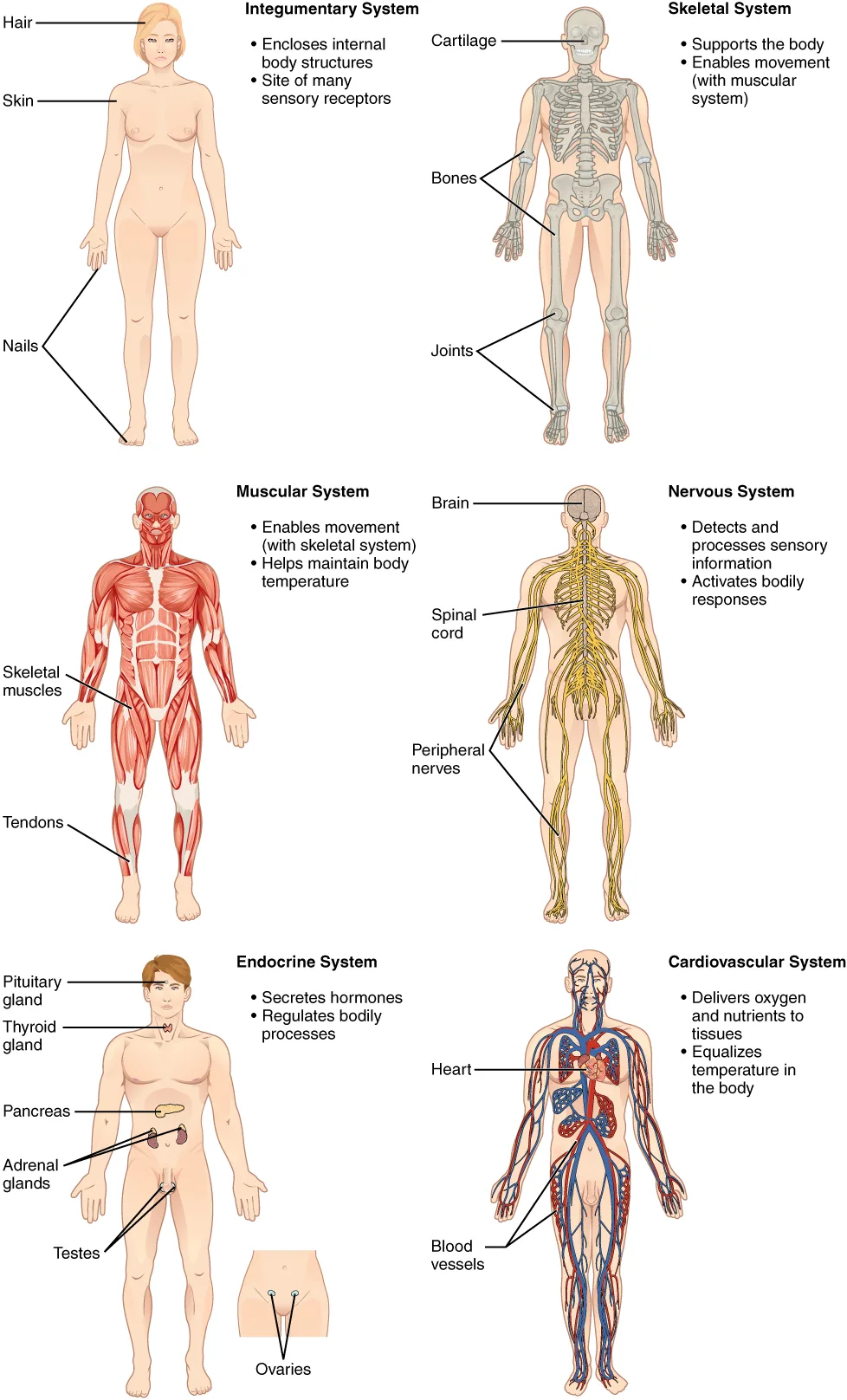 Sistem Organ Tubuh Manusia Bagian 1