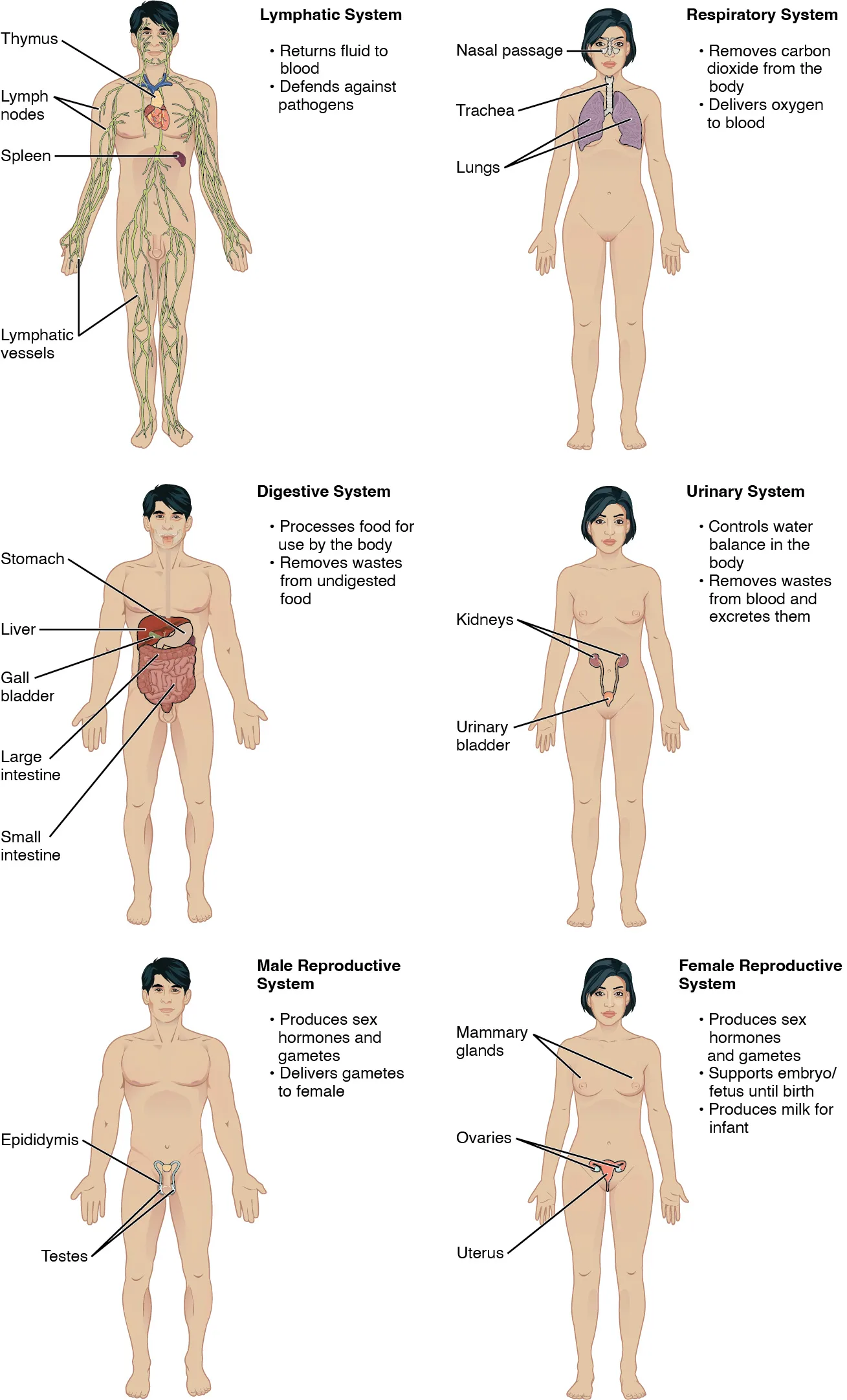 Sistem Organ Tubuh Manusia Bagian 2