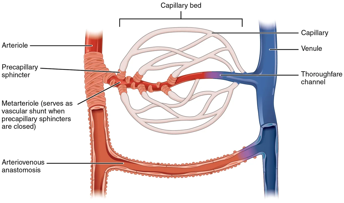 Perbandingan Arteri Vena Kapiler