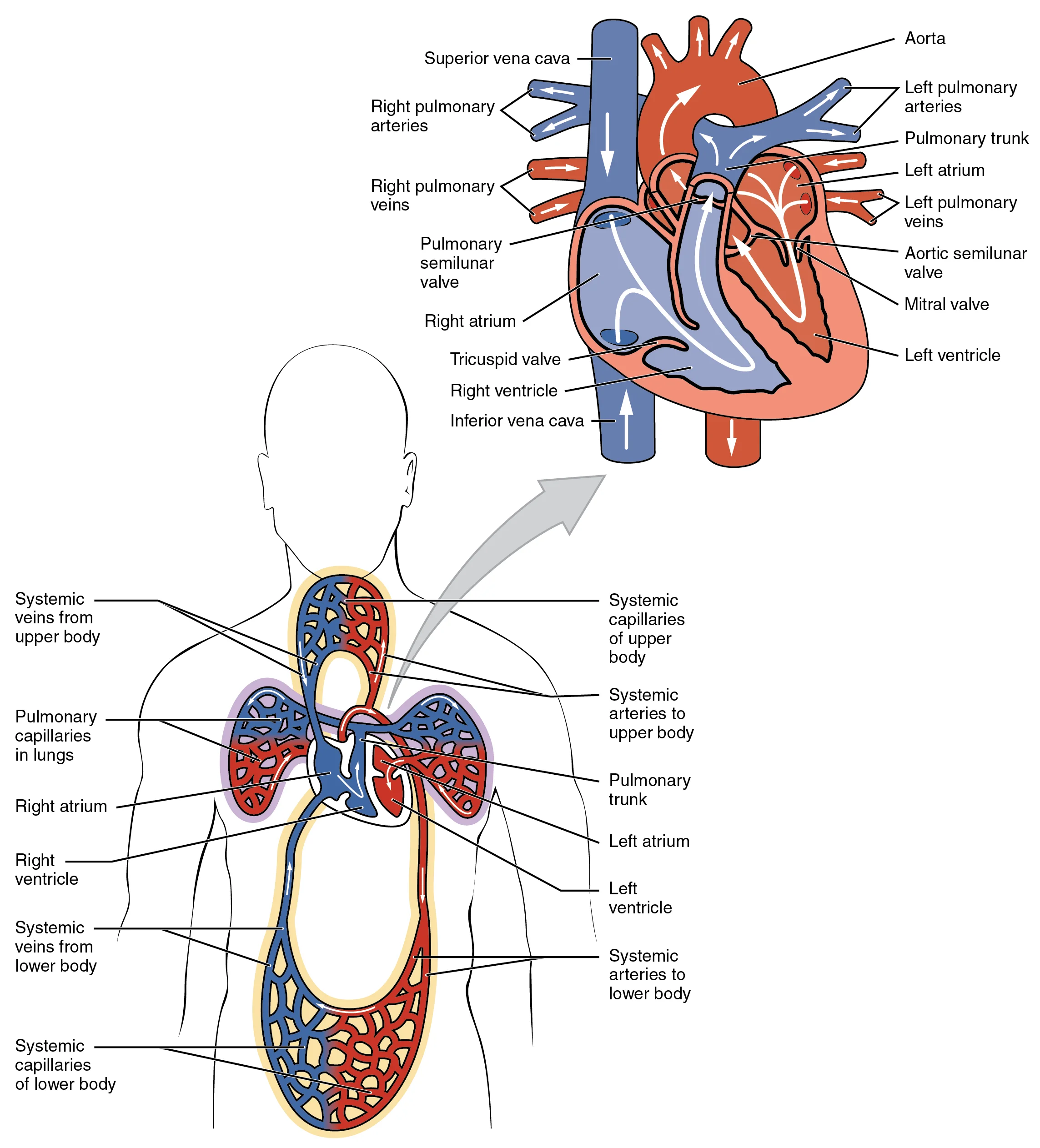 Sirkulasi Ganda: Pulmonal & Sistemik