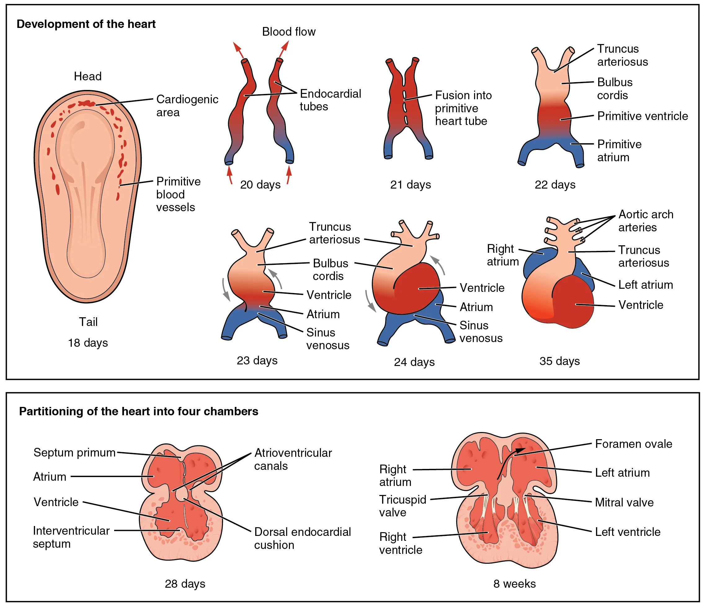 Frank-Starling: Hubungan Panjang-Tegangan Miokardium