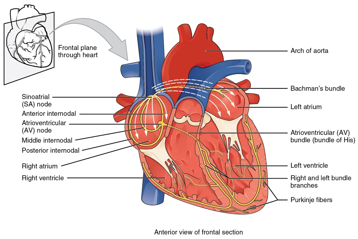 Korelasi ECG dengan Siklus Jantung