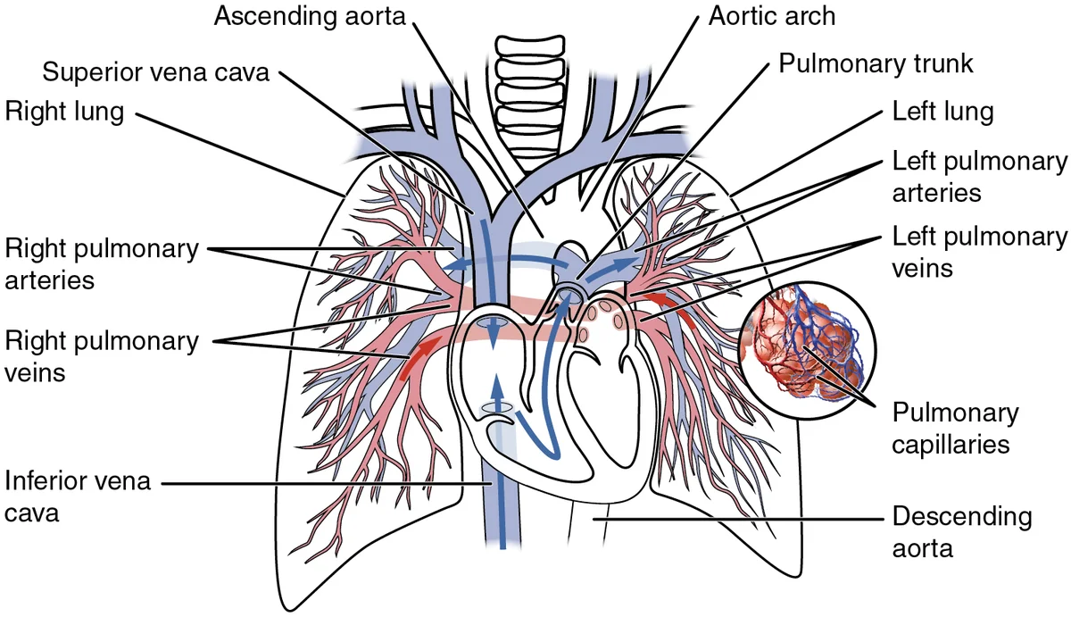 Sirkulasi Pulmonal Detail