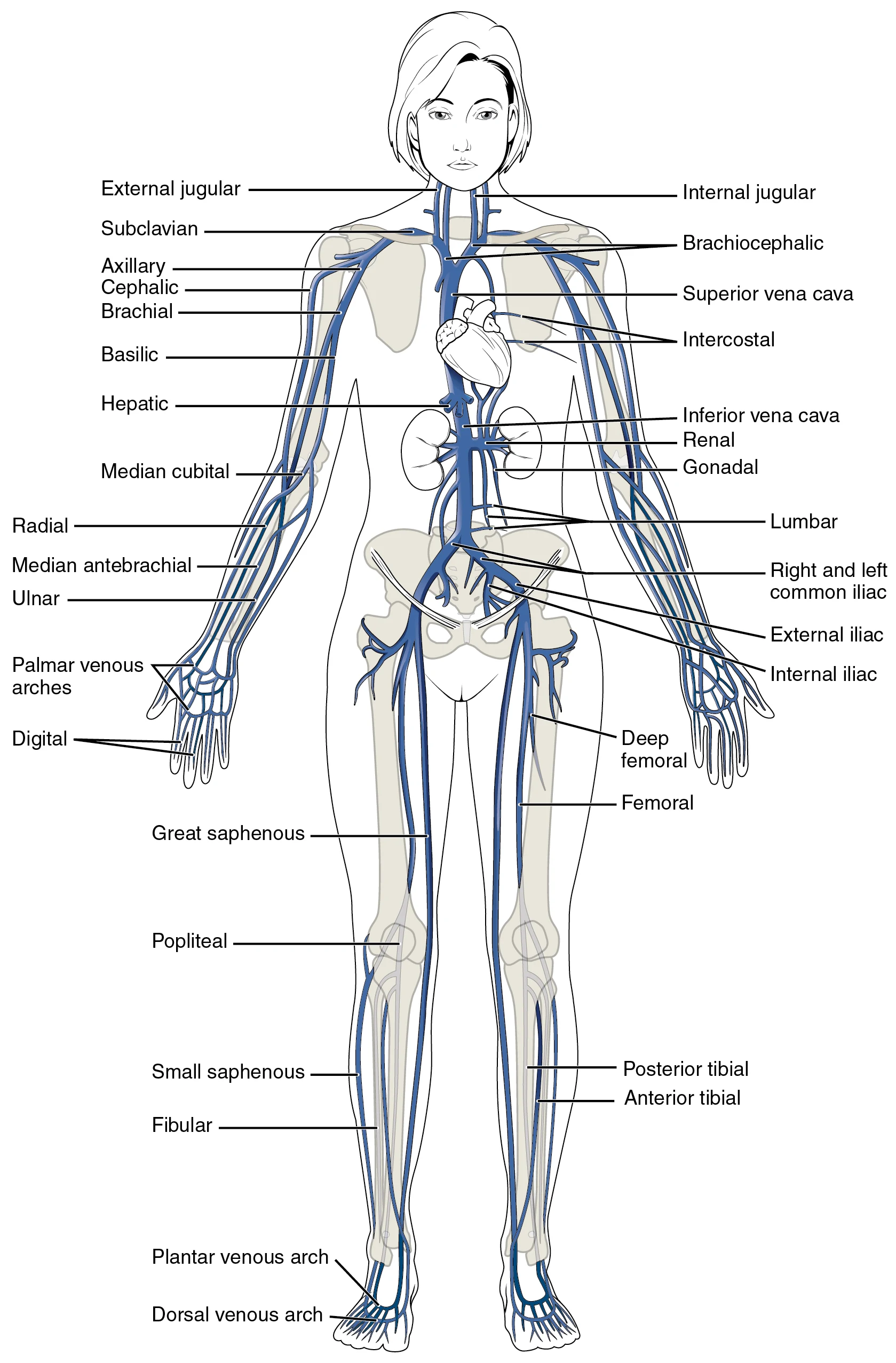 Vena Sistemik Utama Tubuh Fig 20.35