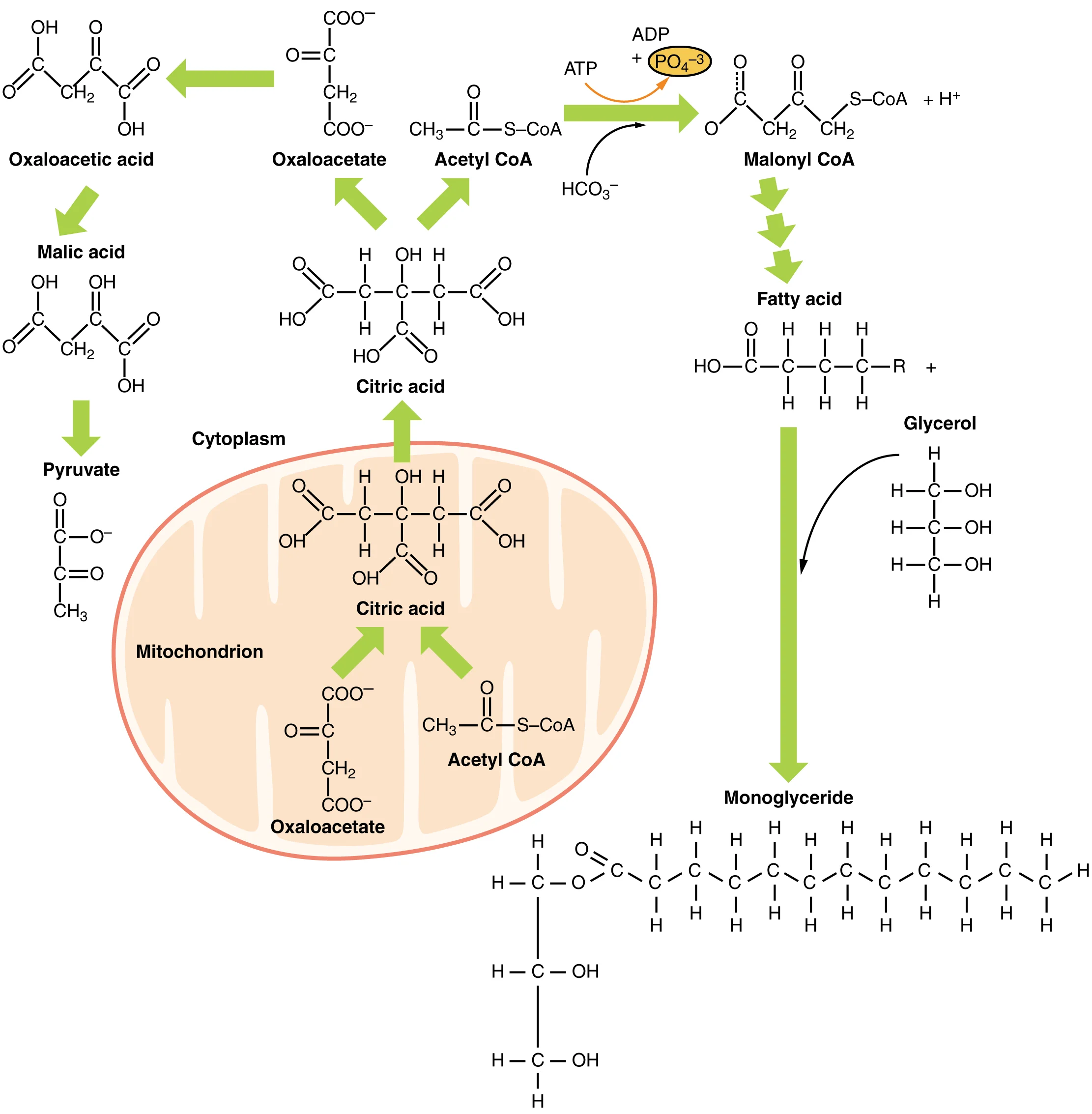 Jalur Metabolisme Lipid