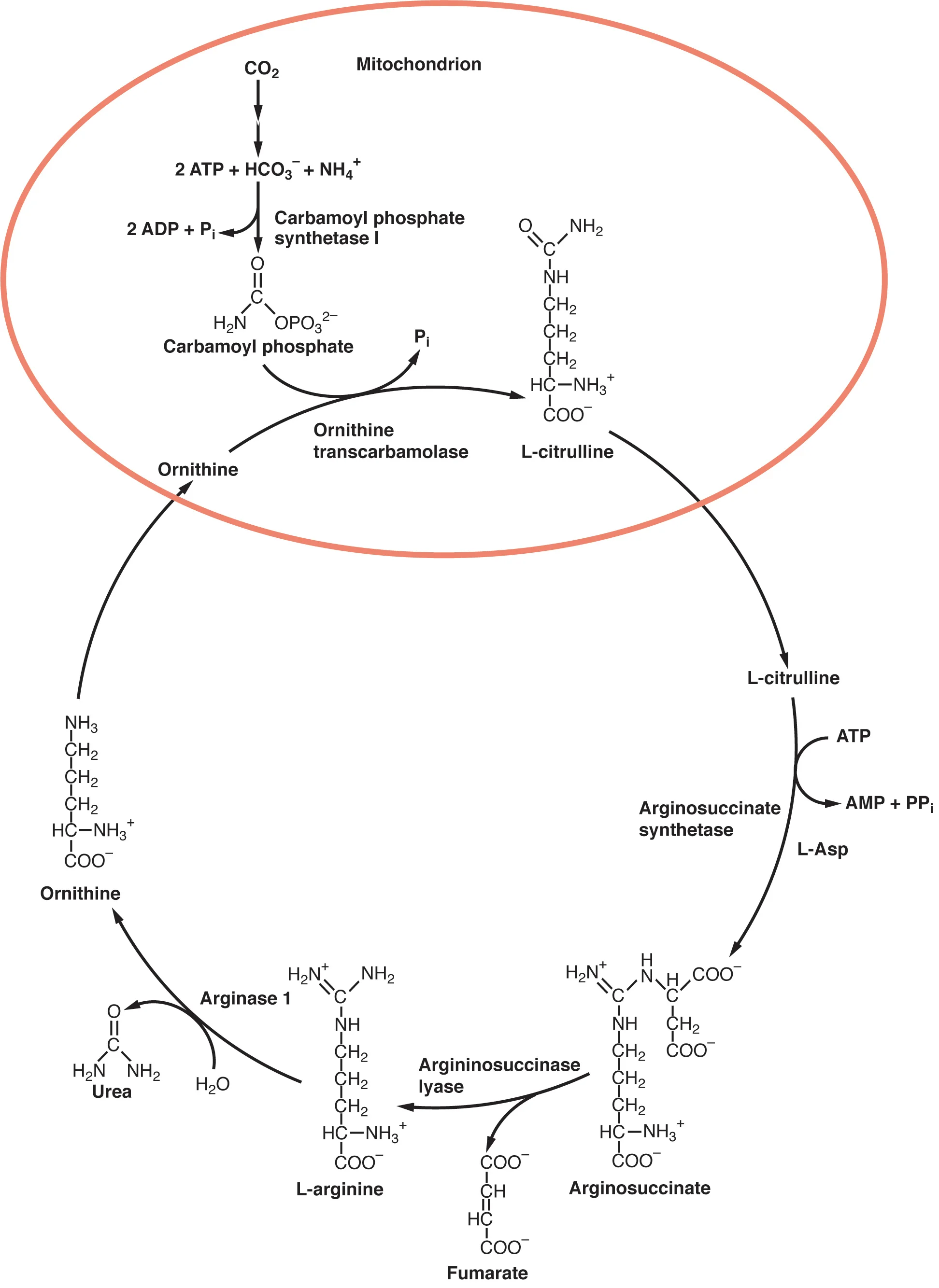 Urea Cycle