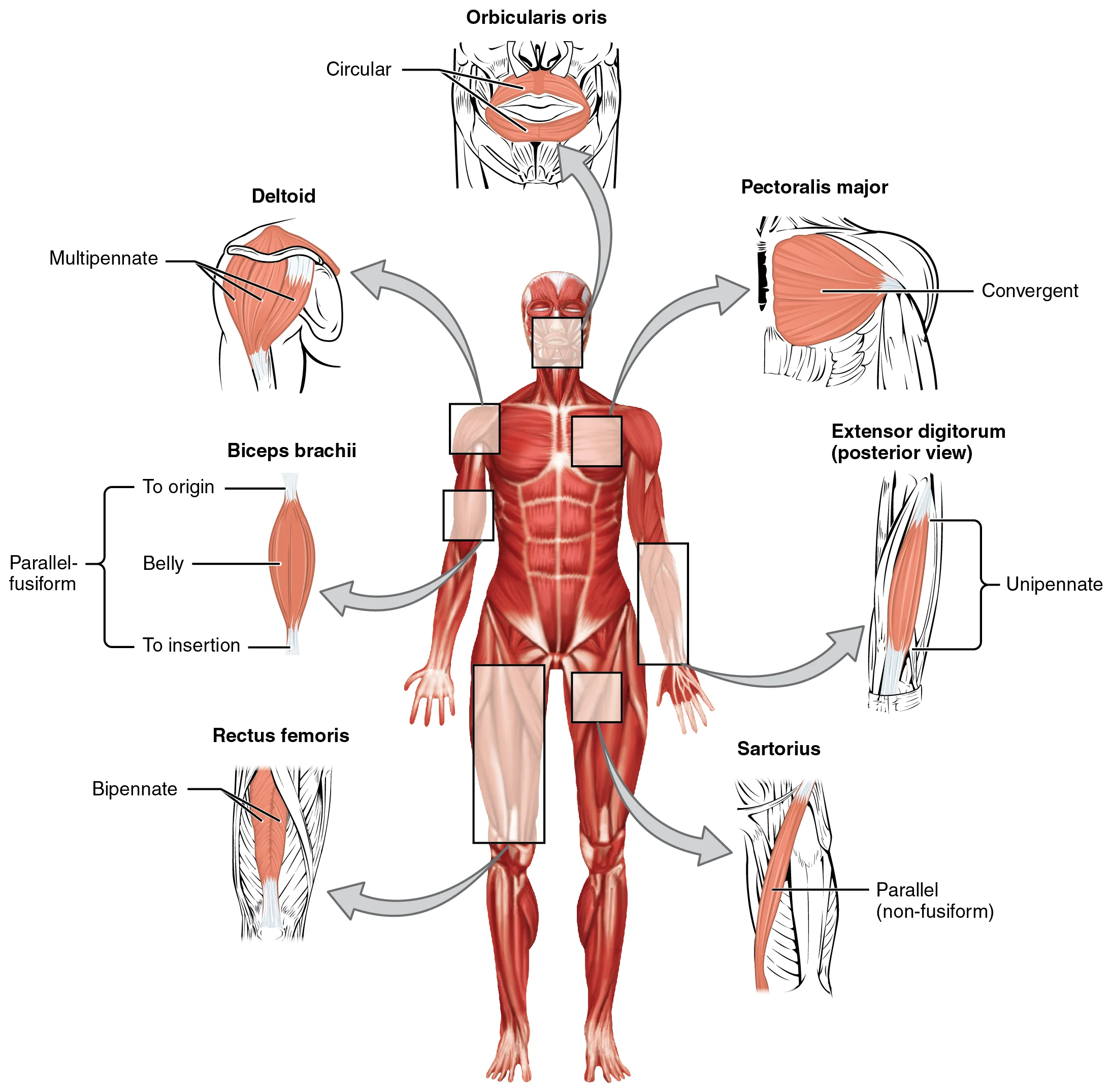 Sendi Lutut — Ligamen, Meniskus & TKR