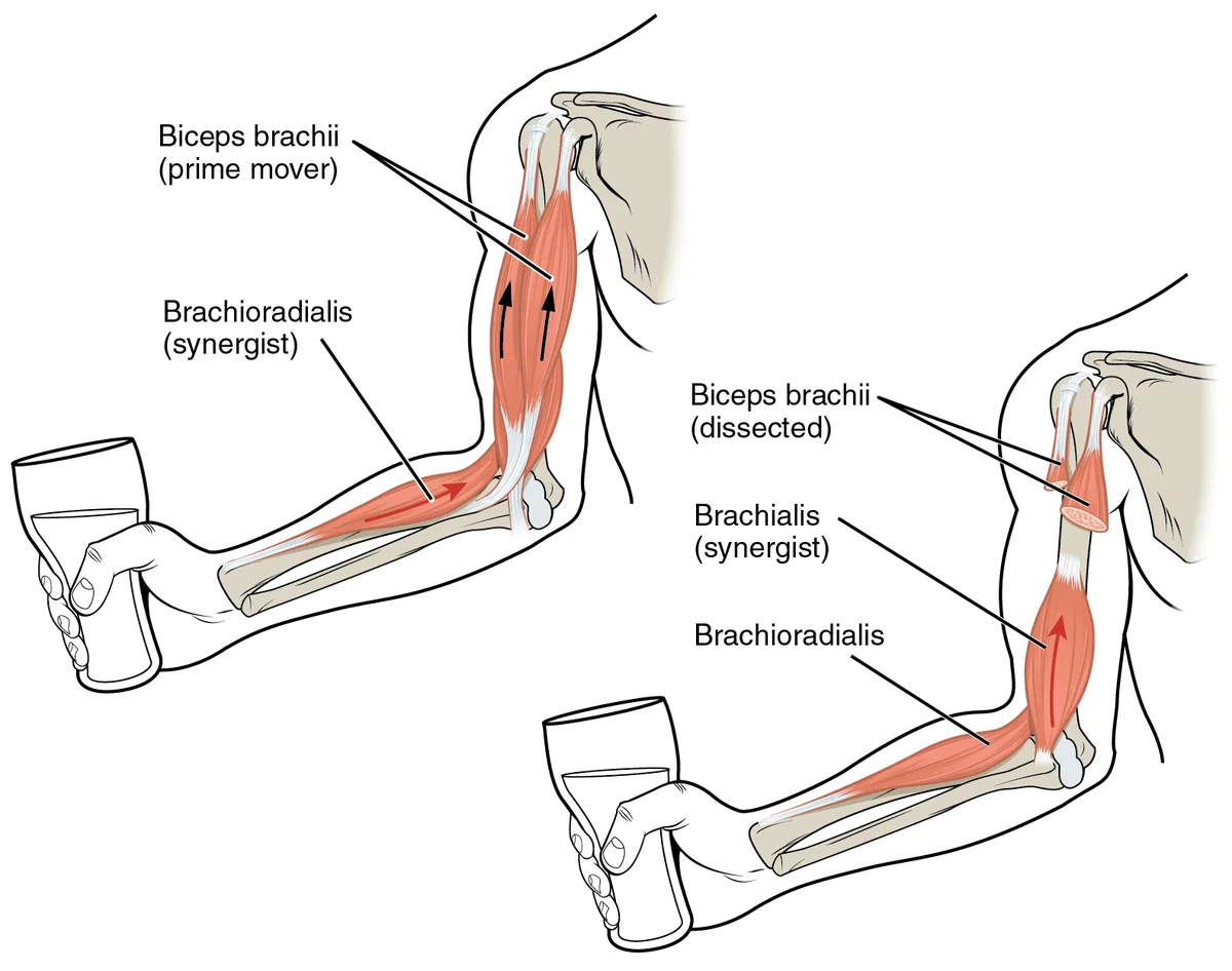 Otot Utama Posterior