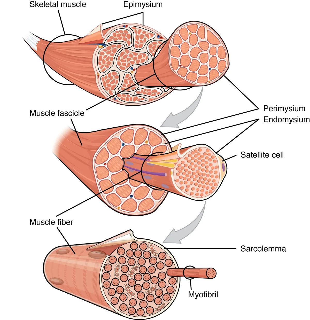 Histologi Tulang