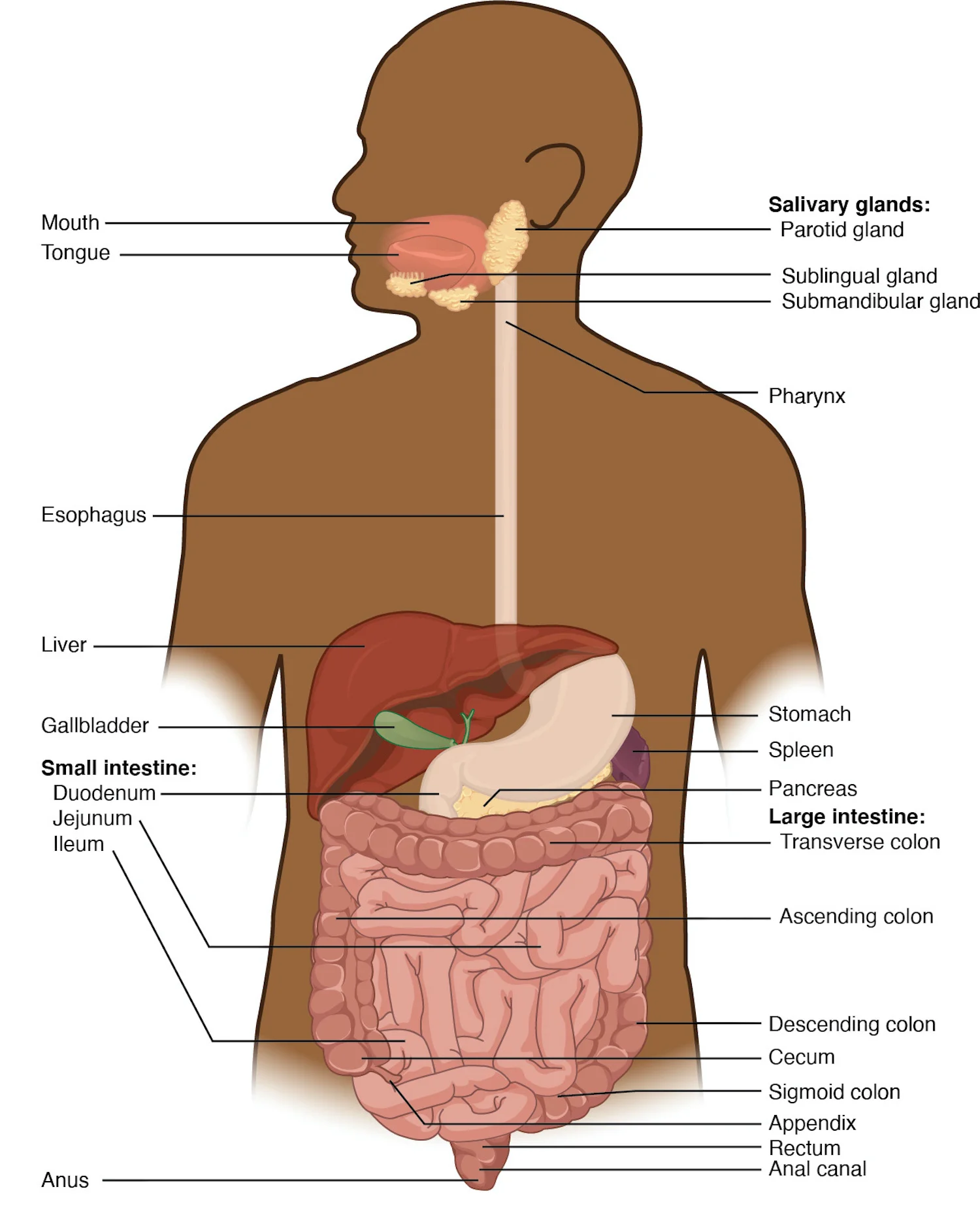Lapisan Histologi Dinding Saluran Cerna