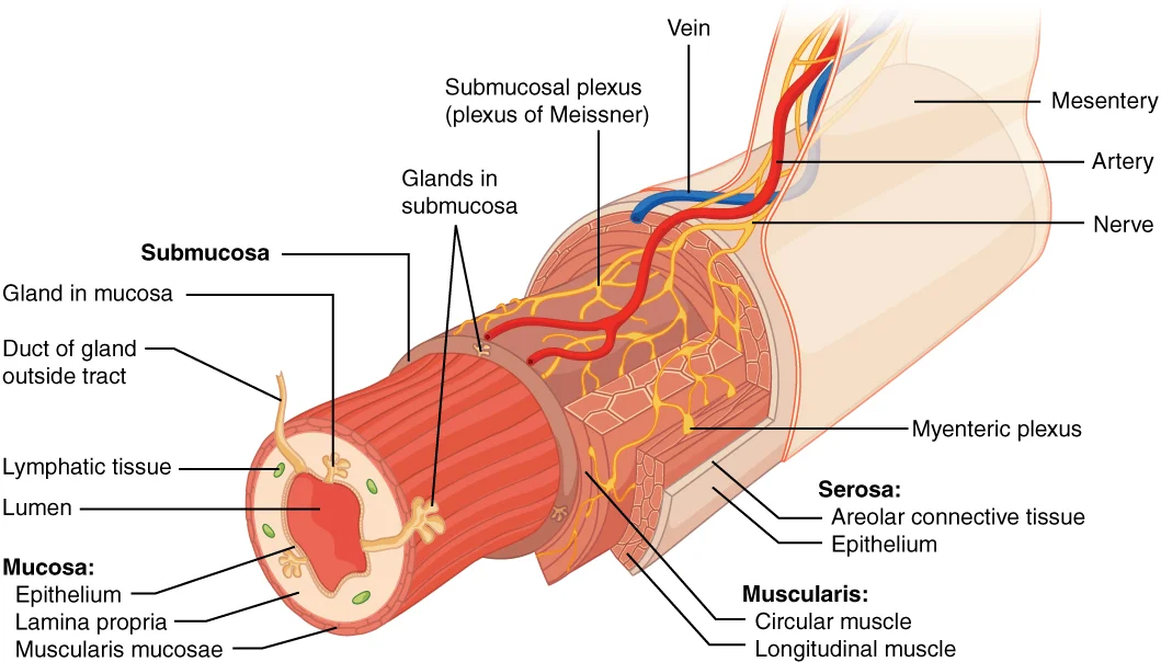 Lapisan Histologi Dinding Saluran Cerna