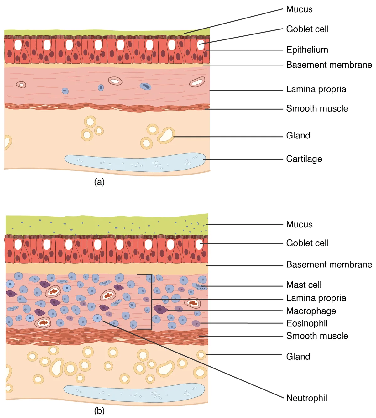 Saluran Pencernaan Overview