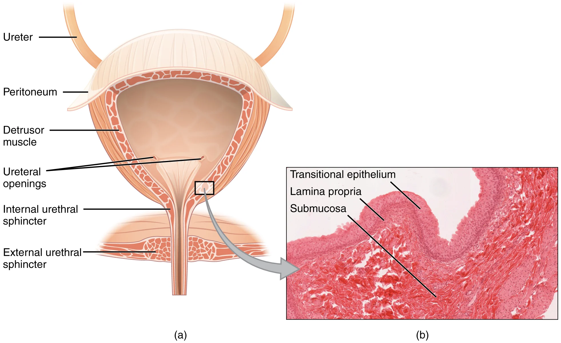 Filtrasi Glomerular — GFR & AKI