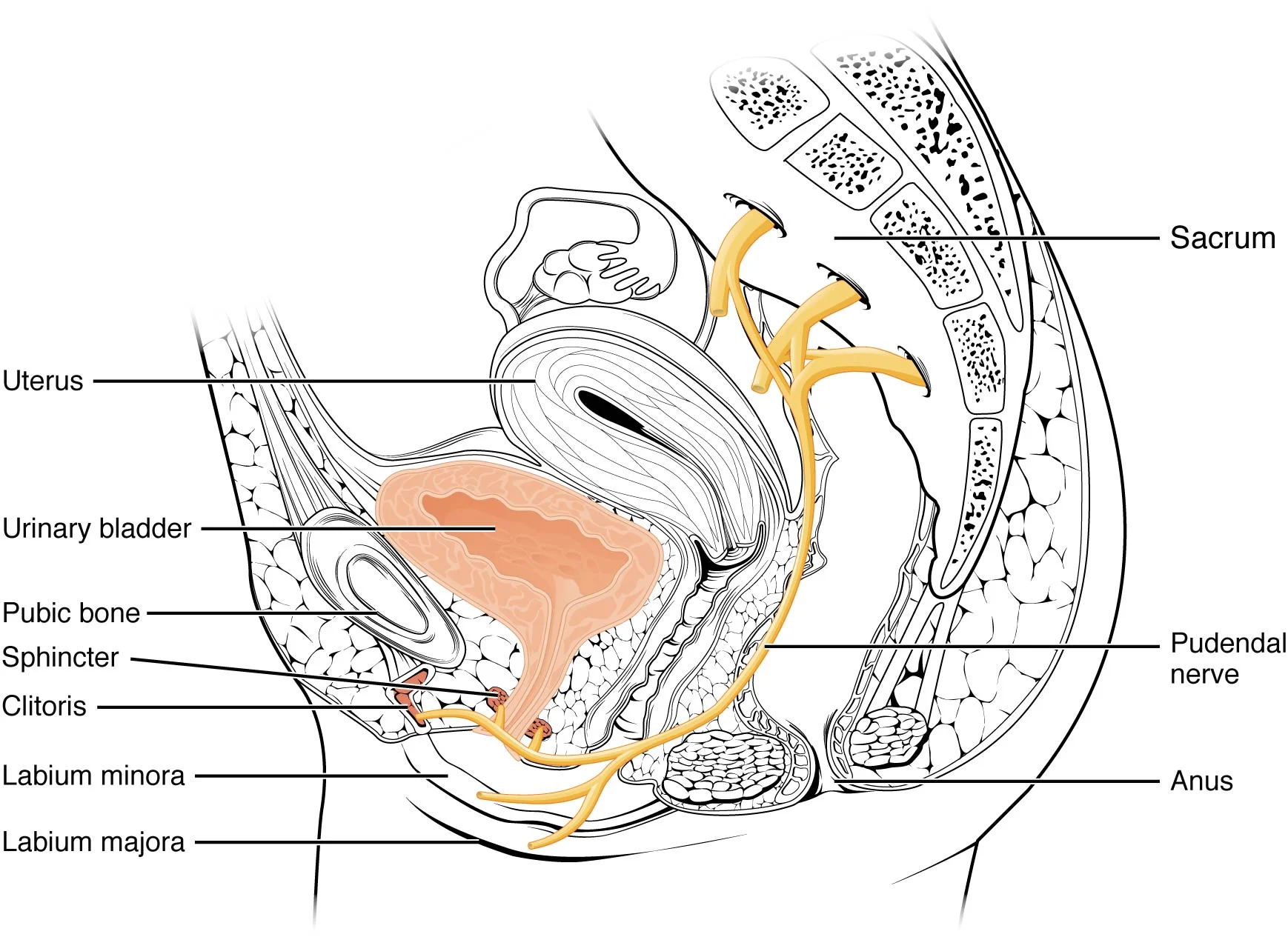 Reabsorpsi Tubulus Proksimal